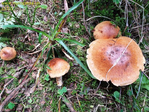 Cortinarius saginus - 