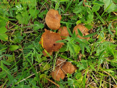 Inocybe dulcamara - 