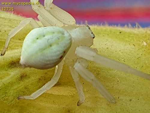 Misumena vatia - 