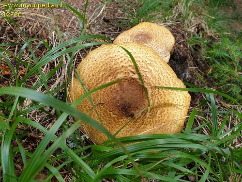 Agaricus augustus - 