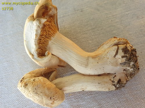 Leucopaxillus paradoxus - 