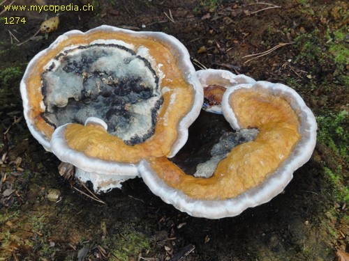 Fomitopsis pinicola - 