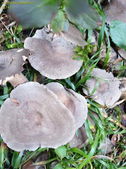 Lactarius glyciosmus - 