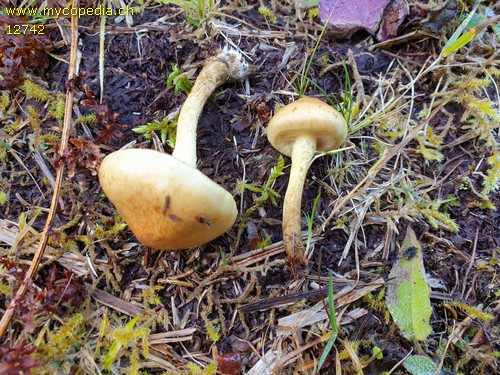 Pholiota spumosa - 