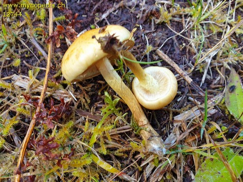 Pholiota spumosa - 