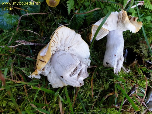 Russula ochroleuca - 