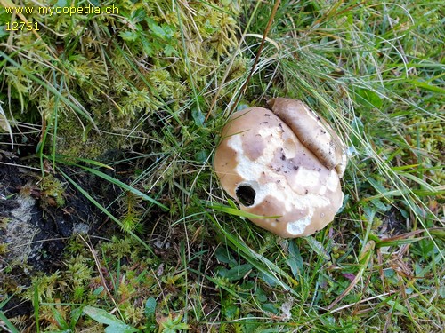 Russula cyanoxantha - 