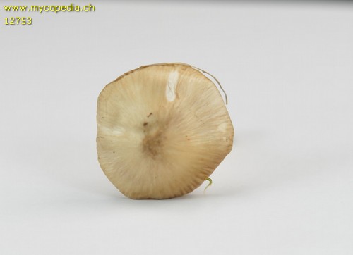 Cuphophyllus fornicatus - 