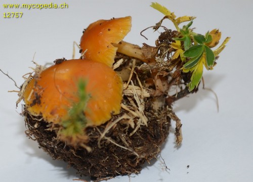 Hygrocybe chlorophana - 