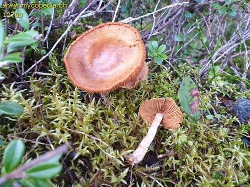 Cortinarius subbalaustinus - 