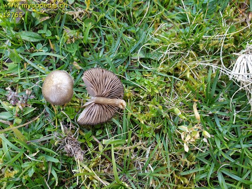 Entoloma elodes - 