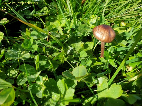 Entoloma politum - 