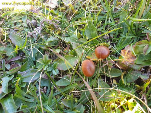 Galerina sphagnorum - 