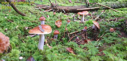 Cortinarius muscigenus - 