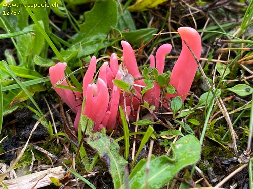 Clavaria rosea - 