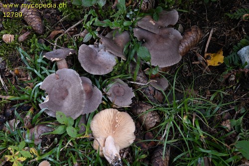 Lactarius glyciosmus - 