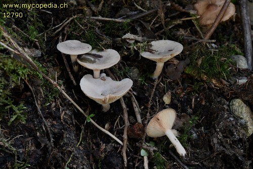 Lactarius glyciosmus - 