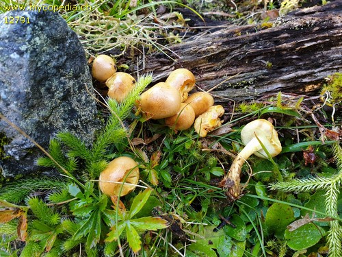 Pholiota spumosa - 