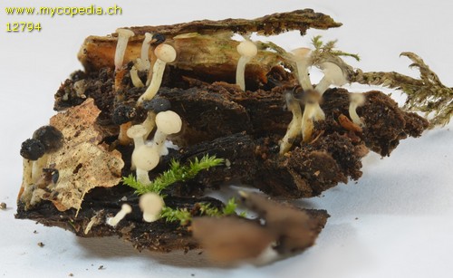 Cudoniella acicularis - 