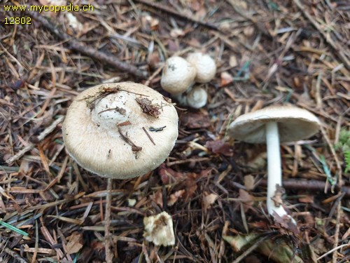 Inocybe sindonia - 