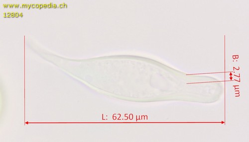 Inocybe sindonia - 