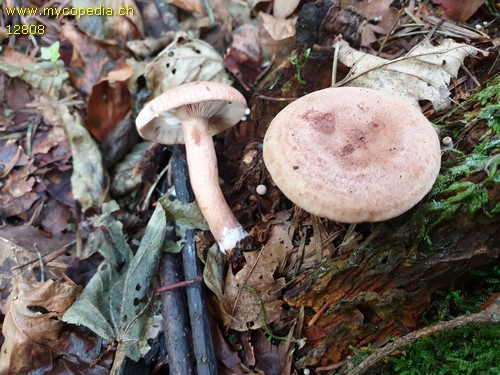 Lactarius camphoratus - 