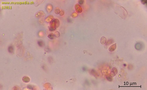 Clavulinopsis subtilis - Sporen - 