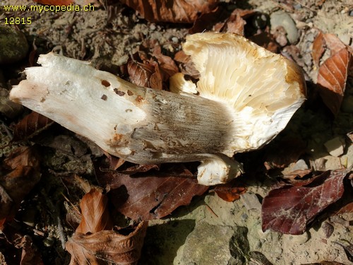 Tricholoma saponaceum var. ardosiacum - 