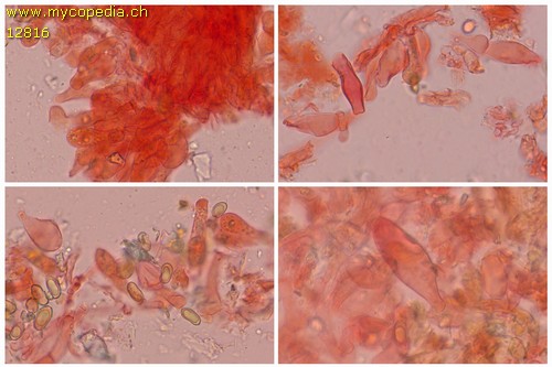 Pseudosperma flavellum - Zystiden - 