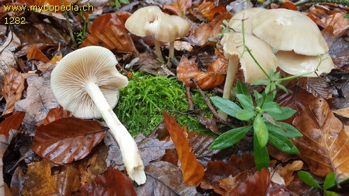 Entoloma rhodopolium f. rhodopolium - 