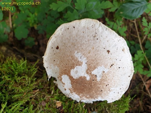 Pleurotus dryinus - 