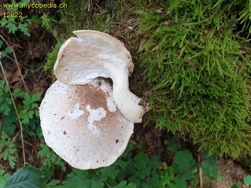 Pleurotus dryinus - 