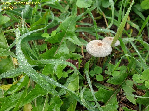 Parasola plicatilis - 