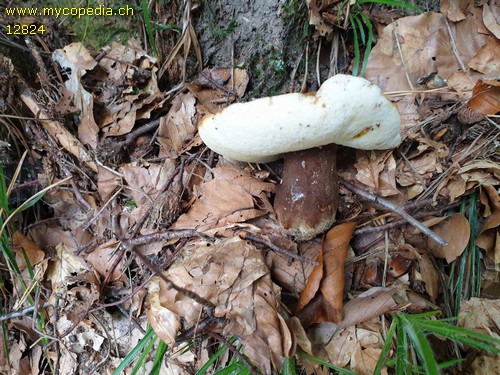 Gyroporus castaneus - 