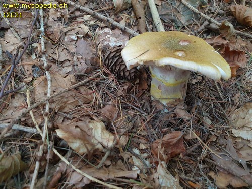 Armillaria mellea - 