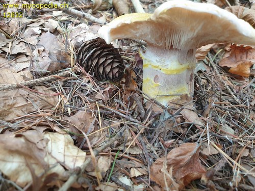 Armillaria mellea - 