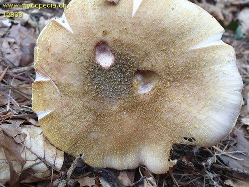 Armillaria mellea - 