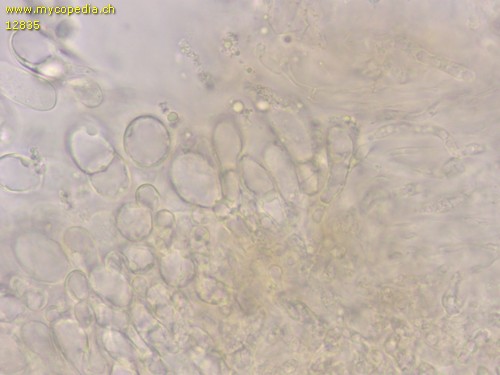 Armillaria mellea - Cheilozystiden - Wasser  - 