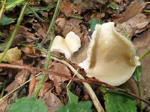 Tricholoma lascivum - 