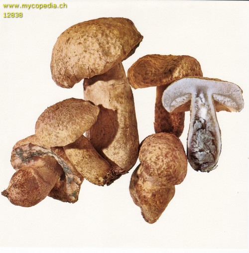 Gyroporus cyanescens - 