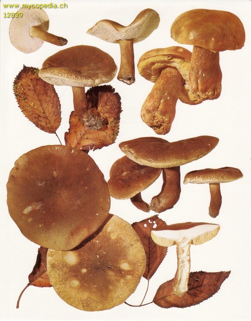 Gyroporus castaneus - 