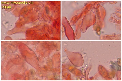 Pseudosperma flavellum - Zystiden - 