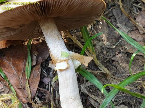 Agaricus semotus - 