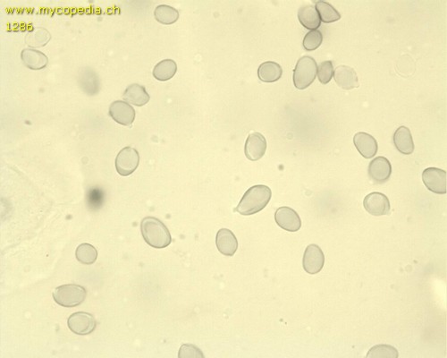 Pseudoporpoloma pes-caprae - Sporen - Melzers  - 