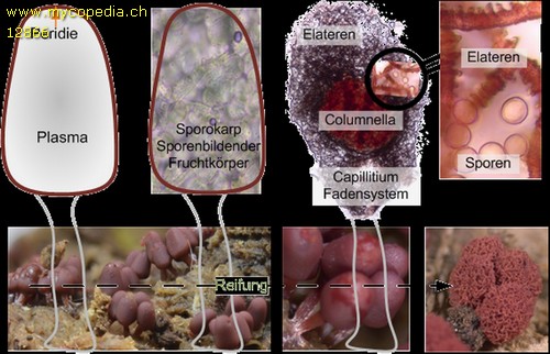 Myxomyceten Inhaltsverzeichnis - 