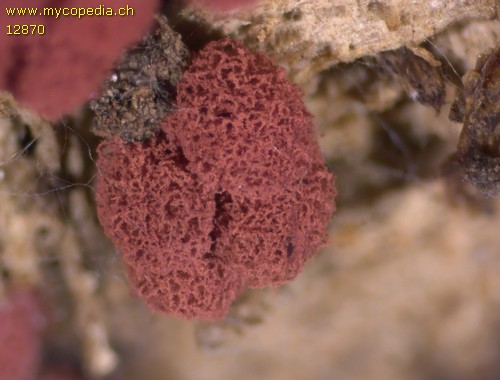 Arcyria denudata - 