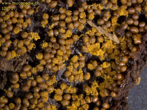 Trichia scabra - 