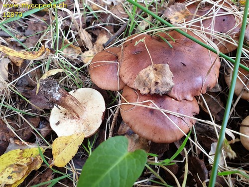 Tricholoma fulvum - 