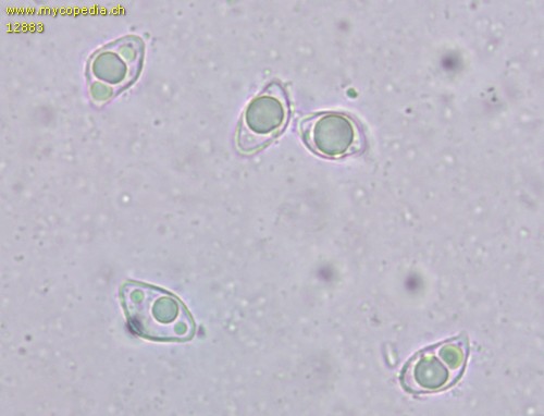 Lyophyllum deliberatum - Sporen - Wasser  - 