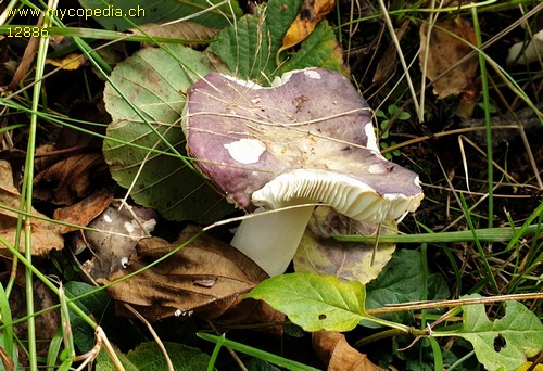 Russula fragilis - 